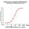 Human CLDN6 full length protein-synthetic nanodisc
