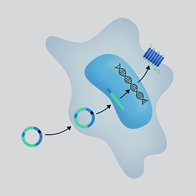 Overexpression Stable Cell Line