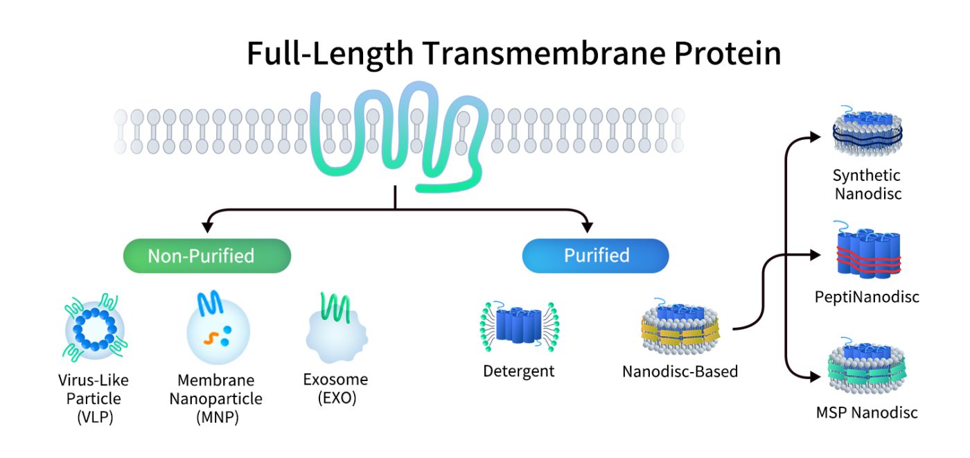 DIMA BIOTECH's full-length transmembrane protein platforms