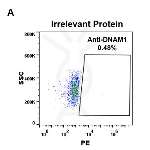 antibody-DME100095 DNAM 1 FLOW 293 A Fig2