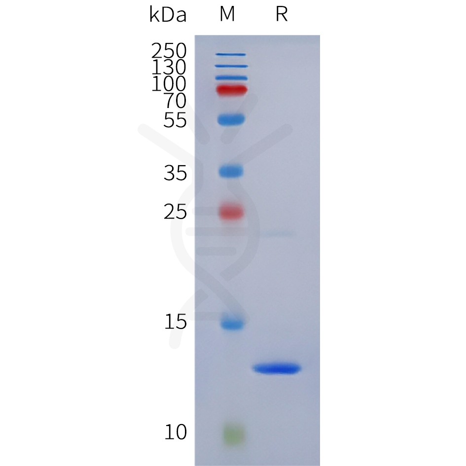 PAGE-bme100281 g protein sp1