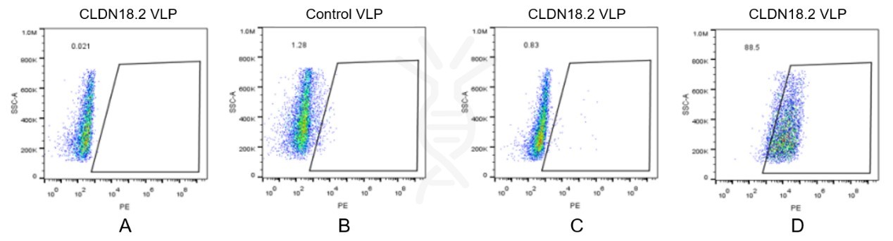 fc-FLP100006 CLDN18.2 Fig.2 FC 1
