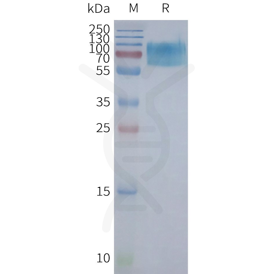 page-FLP100111 CHRM2 Fig.2 SDS PAGE 1