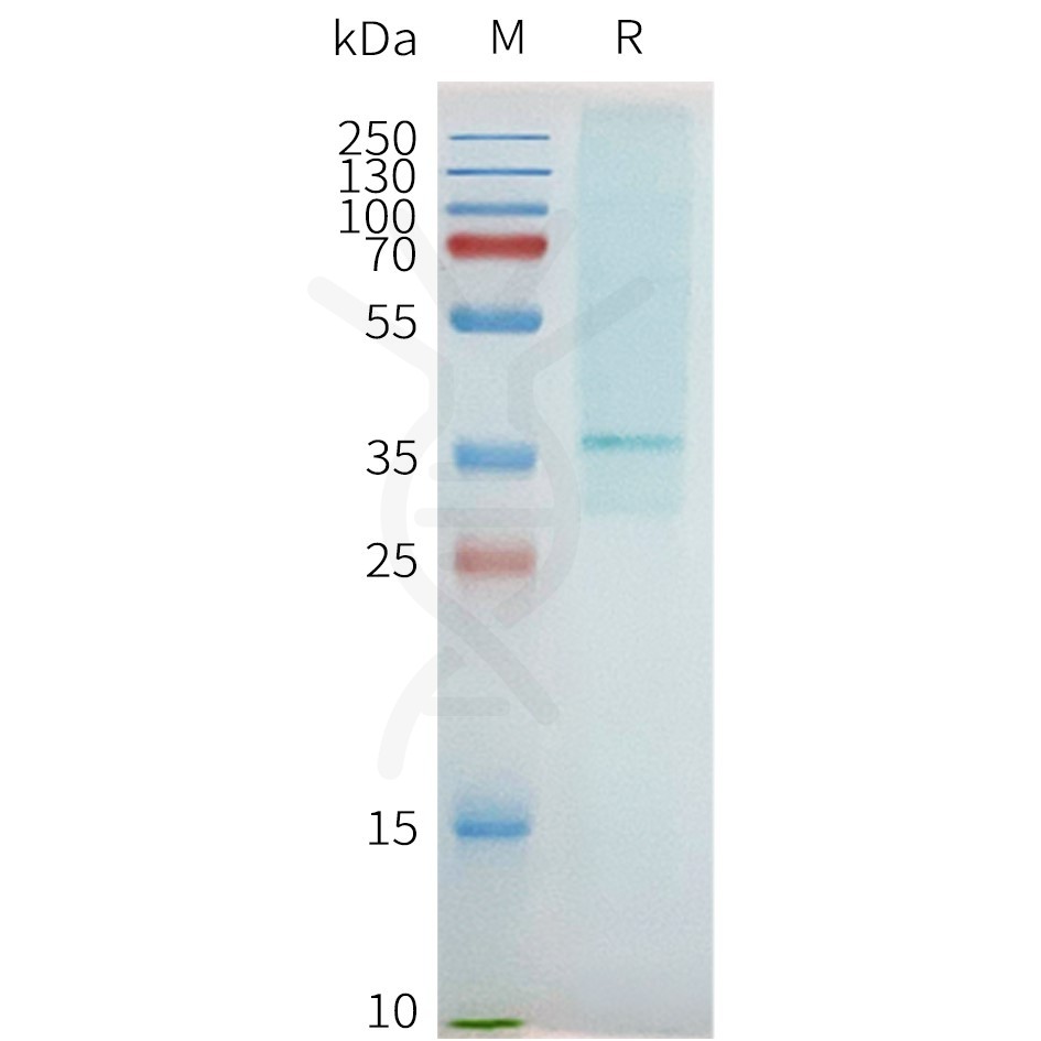 page-flp100093 adora2b sp1
