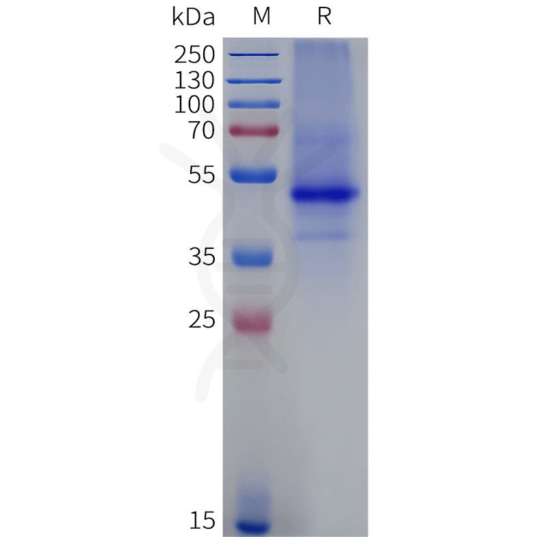 page-flp100360b nk2r sp1