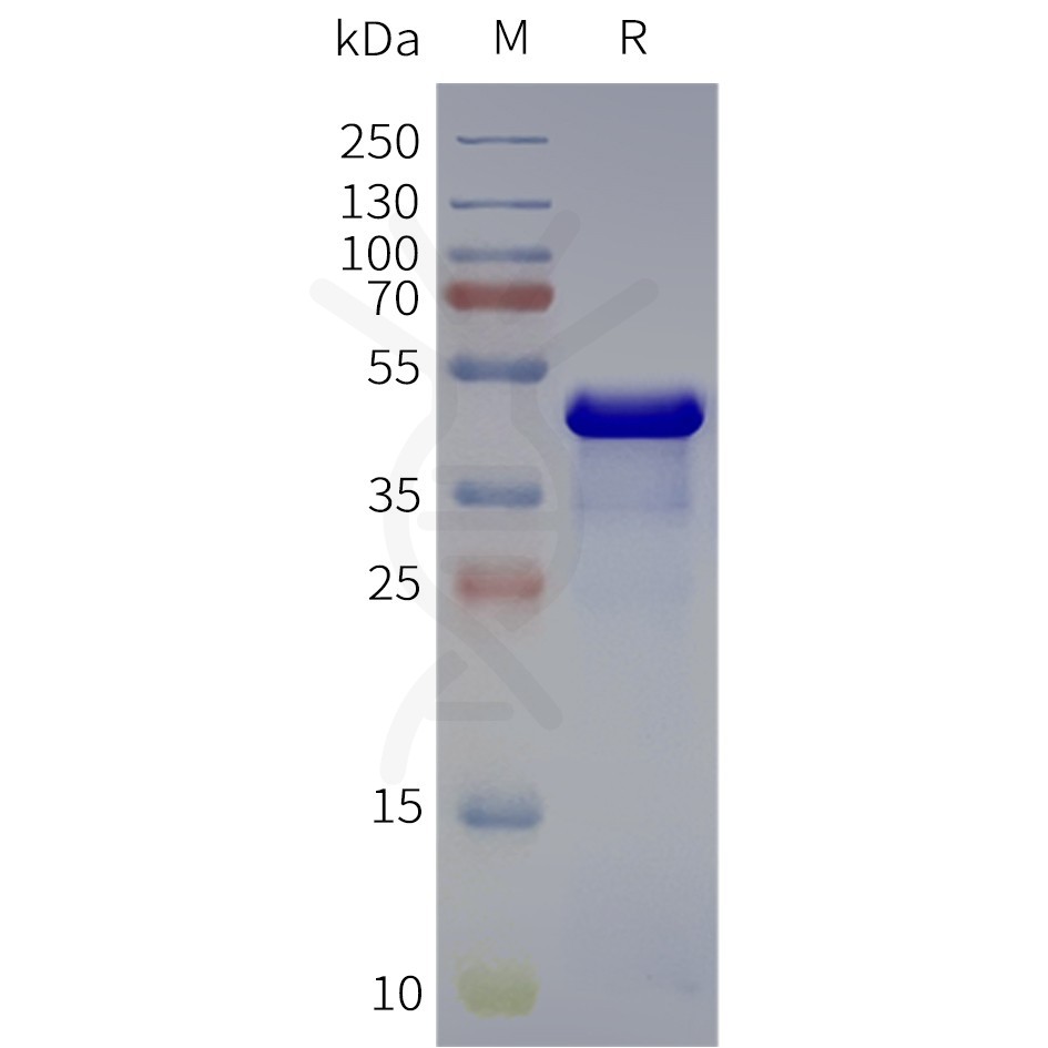 page-flp120187 adra2b strep sp1