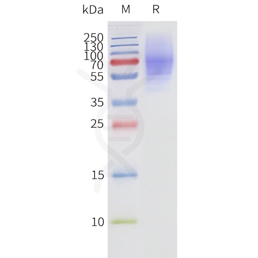 page-flp120190 adrb3 strep sp1 1
