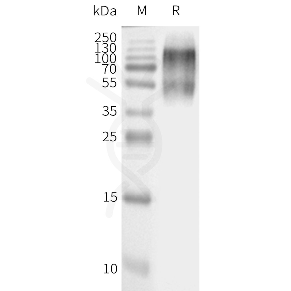 page-flp120212 agtr2 strep sp1