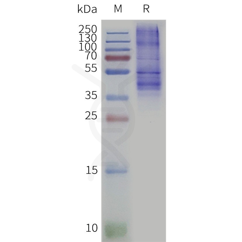 page-flp120379 opn3 strep sp1