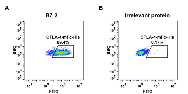 PME100017-CTLA4-mFc-His-FC-Fig5.jpg
