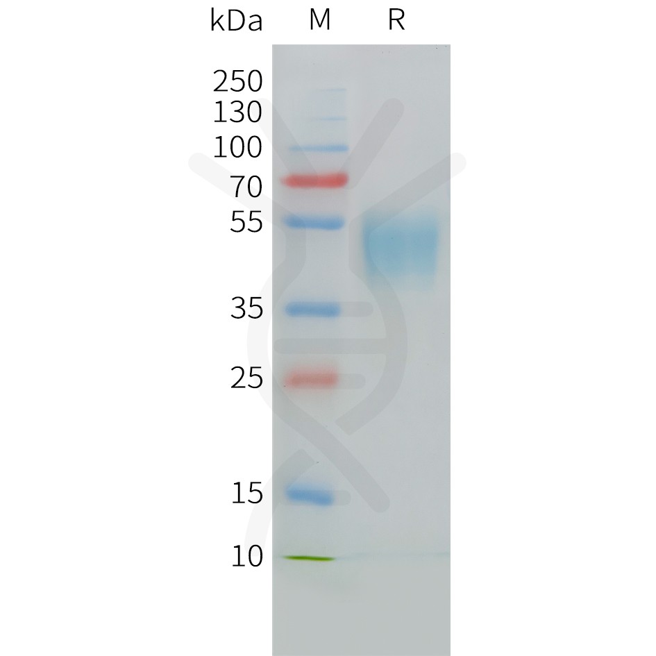 sp-PME C100028 CD24 Fig.1 SDS PAGE 1