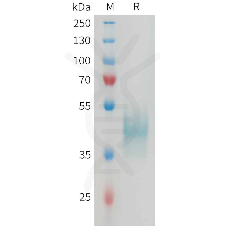 sp-PME M100079 CD24 Fig.1 SDS PAGE 1