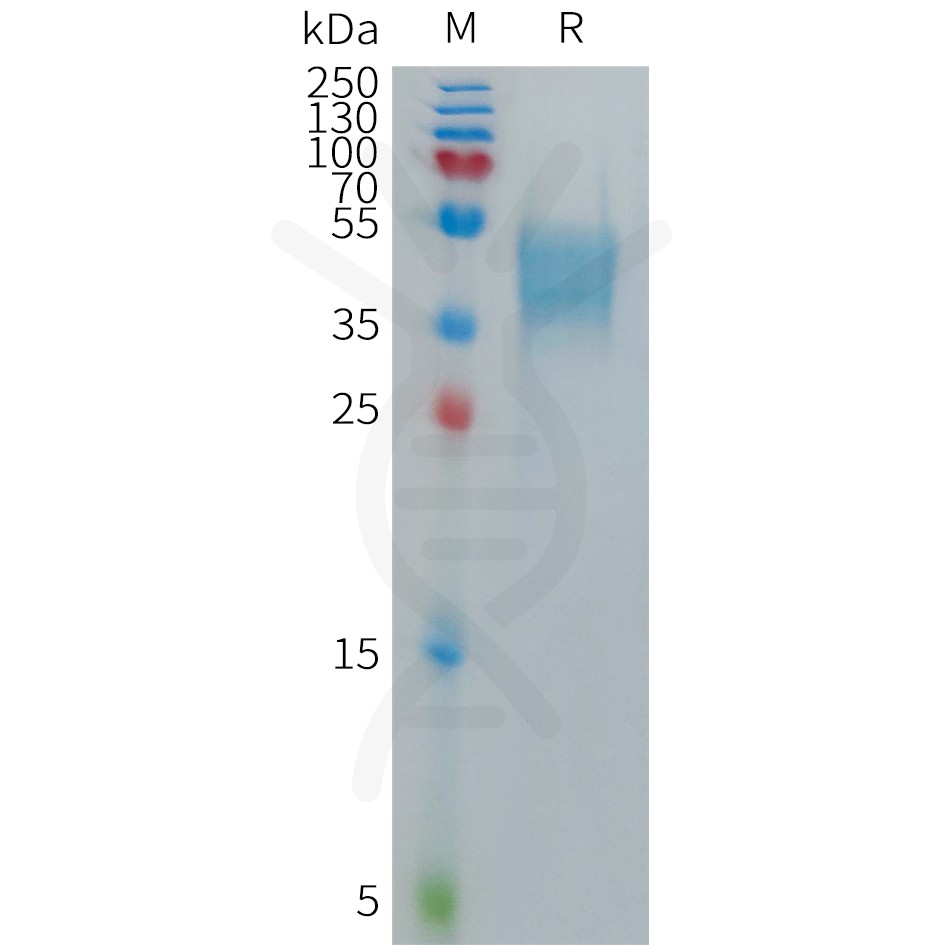 sp-PME101277 GPR75 Fig.1 SDS PAGE 1
