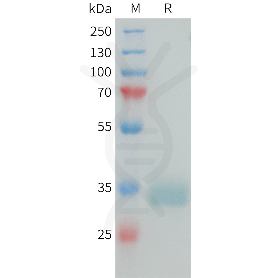 sp-PME101388 PRLR Fig.1 SDS PAGE 1