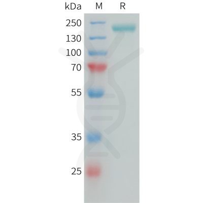 sp-PME101389 CSPG4 Fig.1 SDS PAGE 1