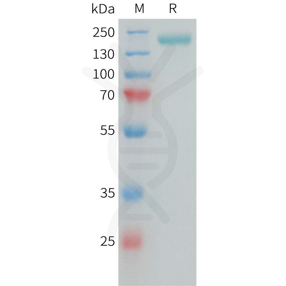 sp-PME101389 CSPG4 Fig.1 SDS PAGE 1