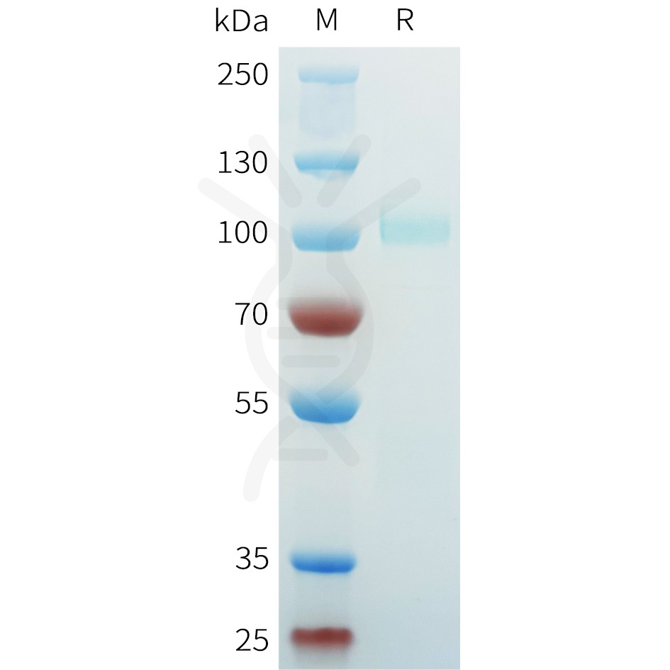 sp-pme c100080 met sp1