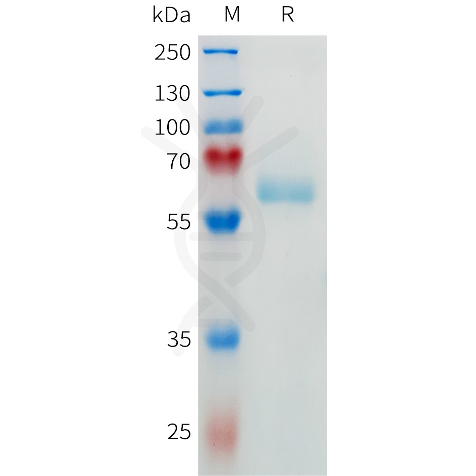 sp-pme c100082 fcgr3a sp1