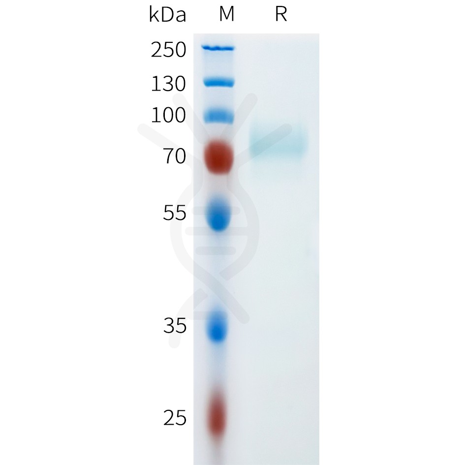 sp-pme m100120 cd46 sp1