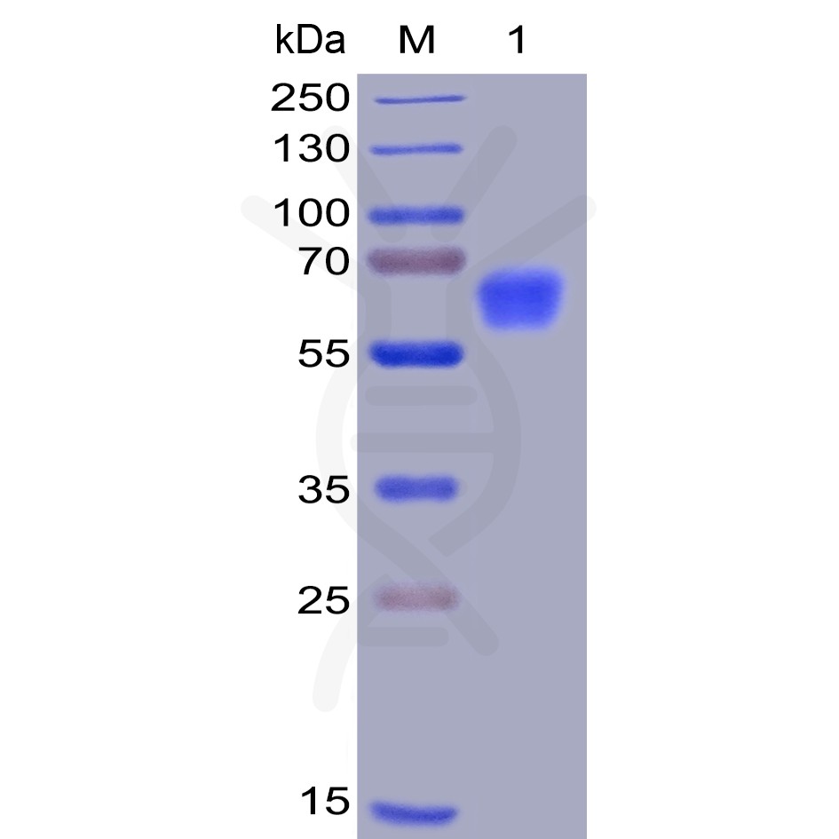 sp-pme100008 cd47 sp1