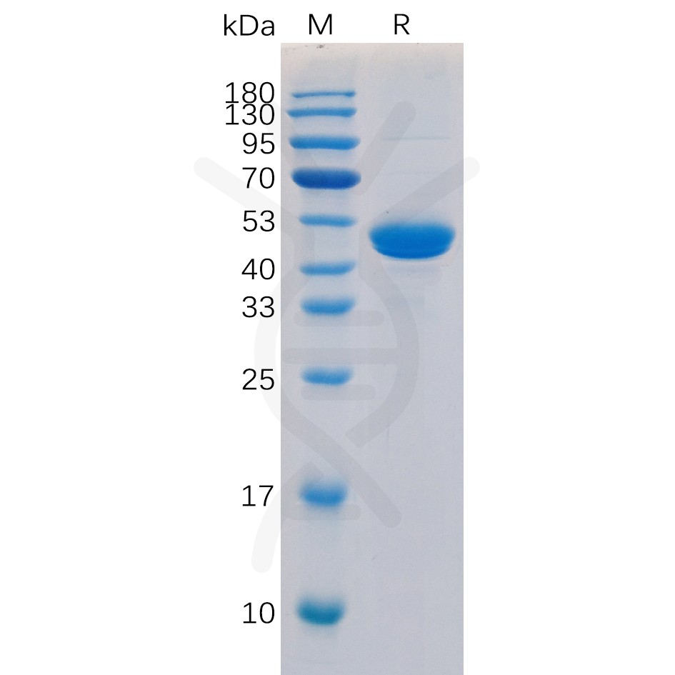 sp-pme100192 cd40 ligand sp1