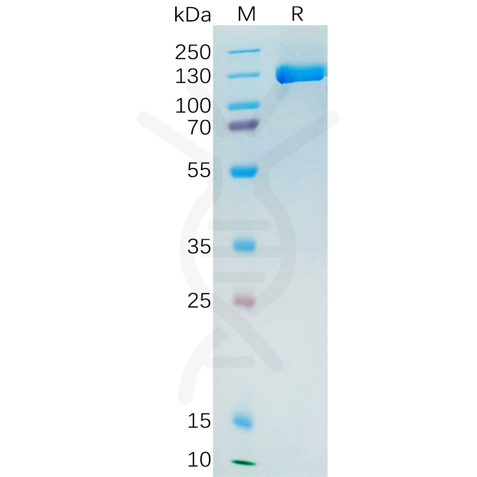 sp-pme100390 psma sp1
