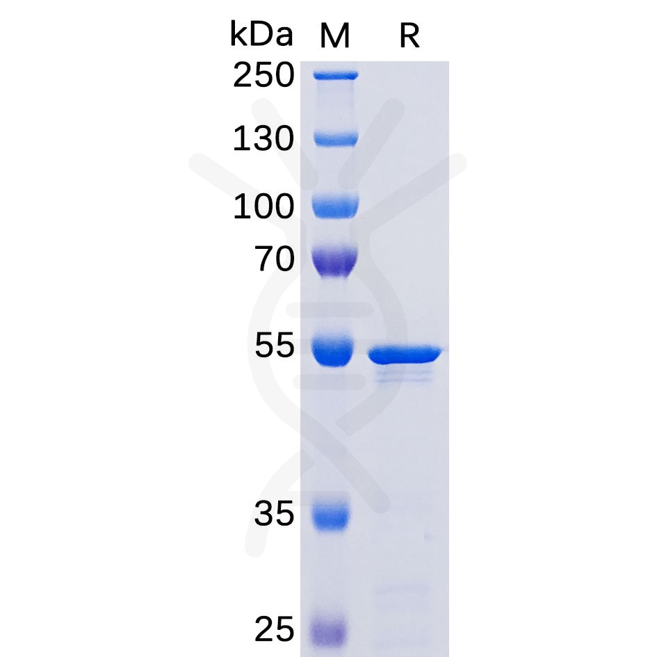 sp-pme100459 nucleocapsid sp1