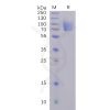 sp-pme100492 s1 protein ntd sp1