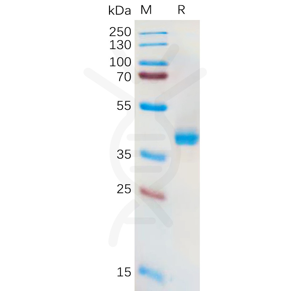 sp-pme100572 slc7a11 sp1