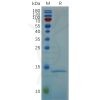 sp-pme100678 rnase4 sp1