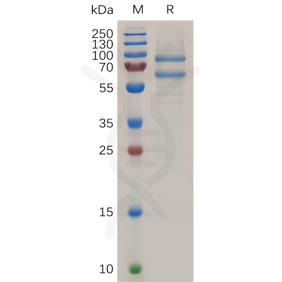 sp-pme100725 adam8 sp1