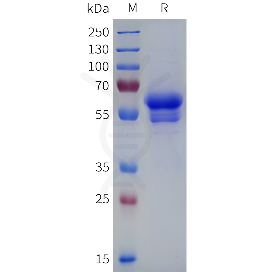sp-pme100819 cd8a sp1