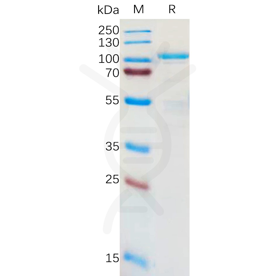 sp-pme100836 lrrc32 sp1