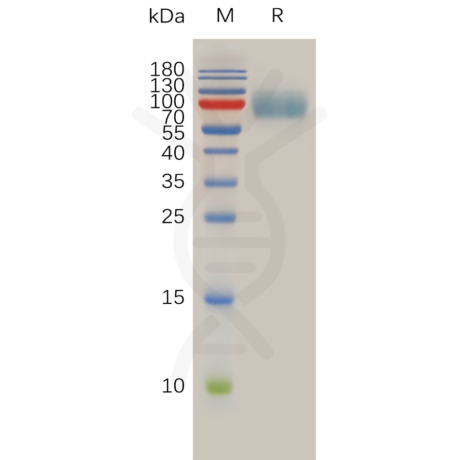sp-pme100879 il10r sp1