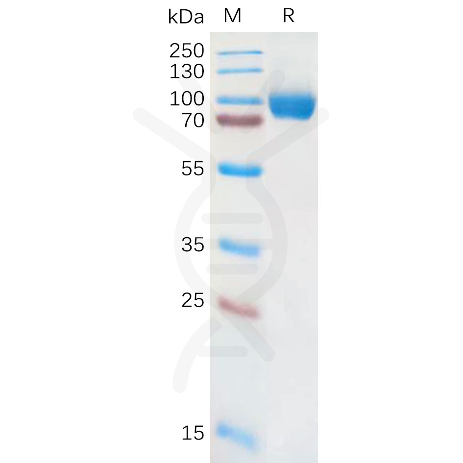 sp-pme101079 il18ra sp1