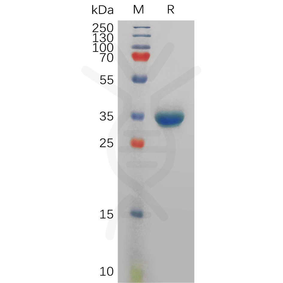 sp-pme101136 pyy sp1