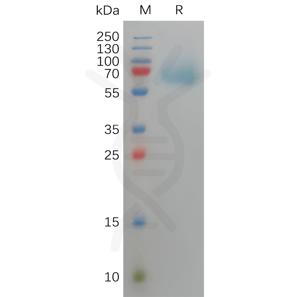 sp-pme101149 fgfr3 sp1