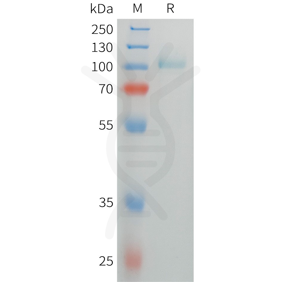 sp-pme101472 tpo sp1