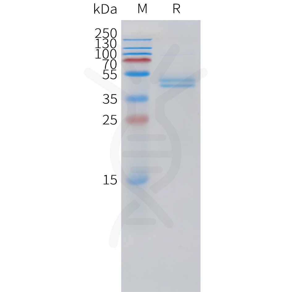 sp-pme101522 cd3g sp1