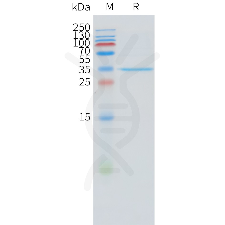 sp-pme101530 steap1 sp1