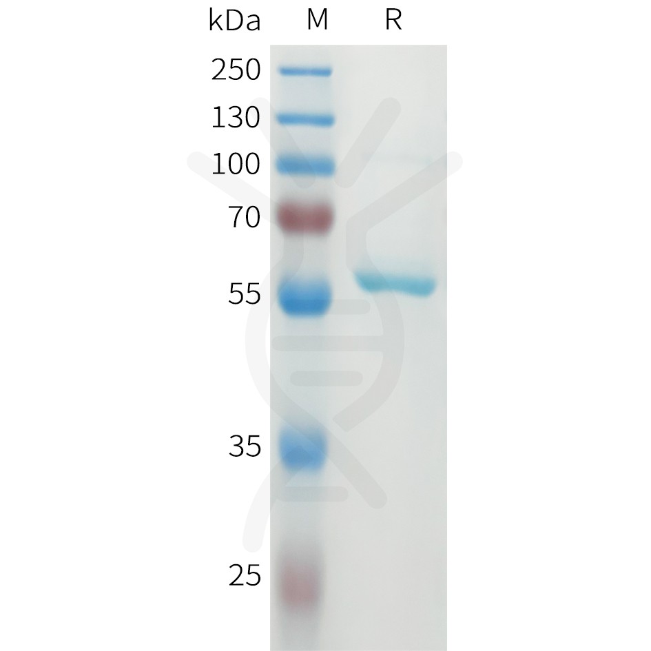 sp-pme101578 dll3 sp1