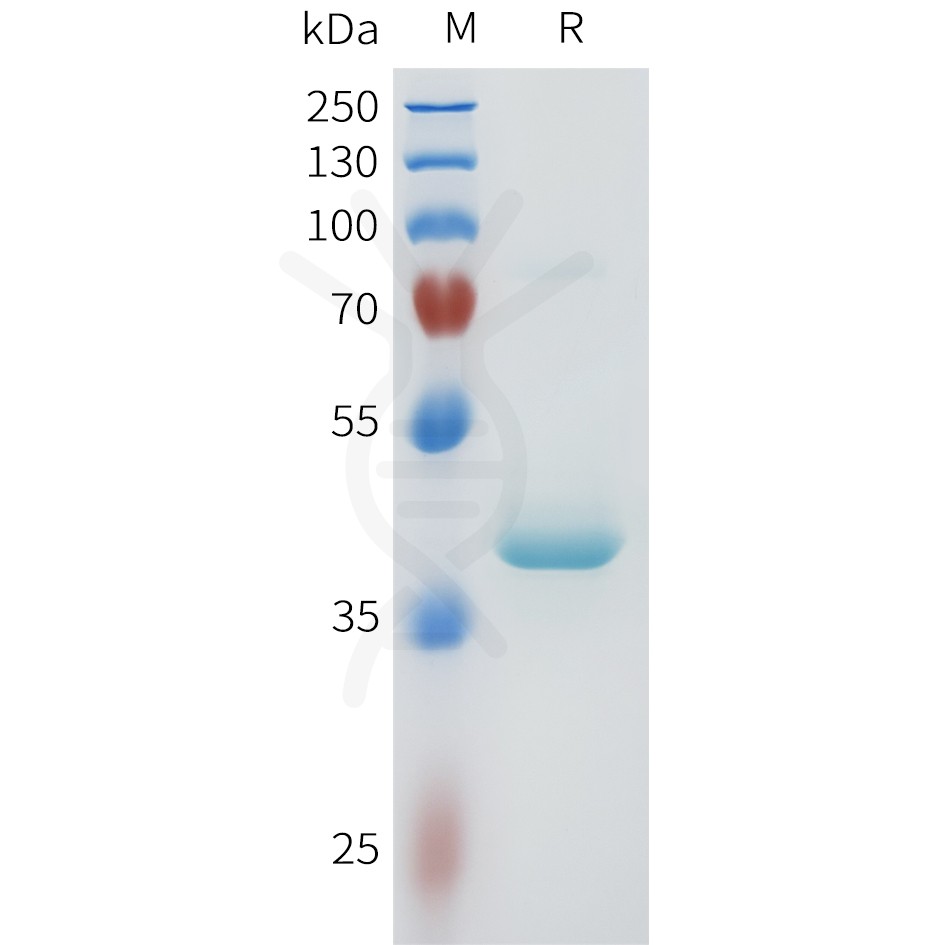 sp-pme101605 nectin 4 sp1