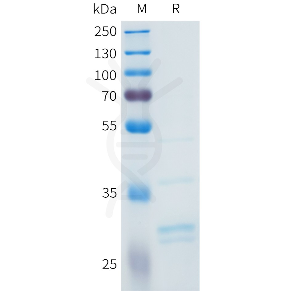 sp-pme101612 fgf2 sp1