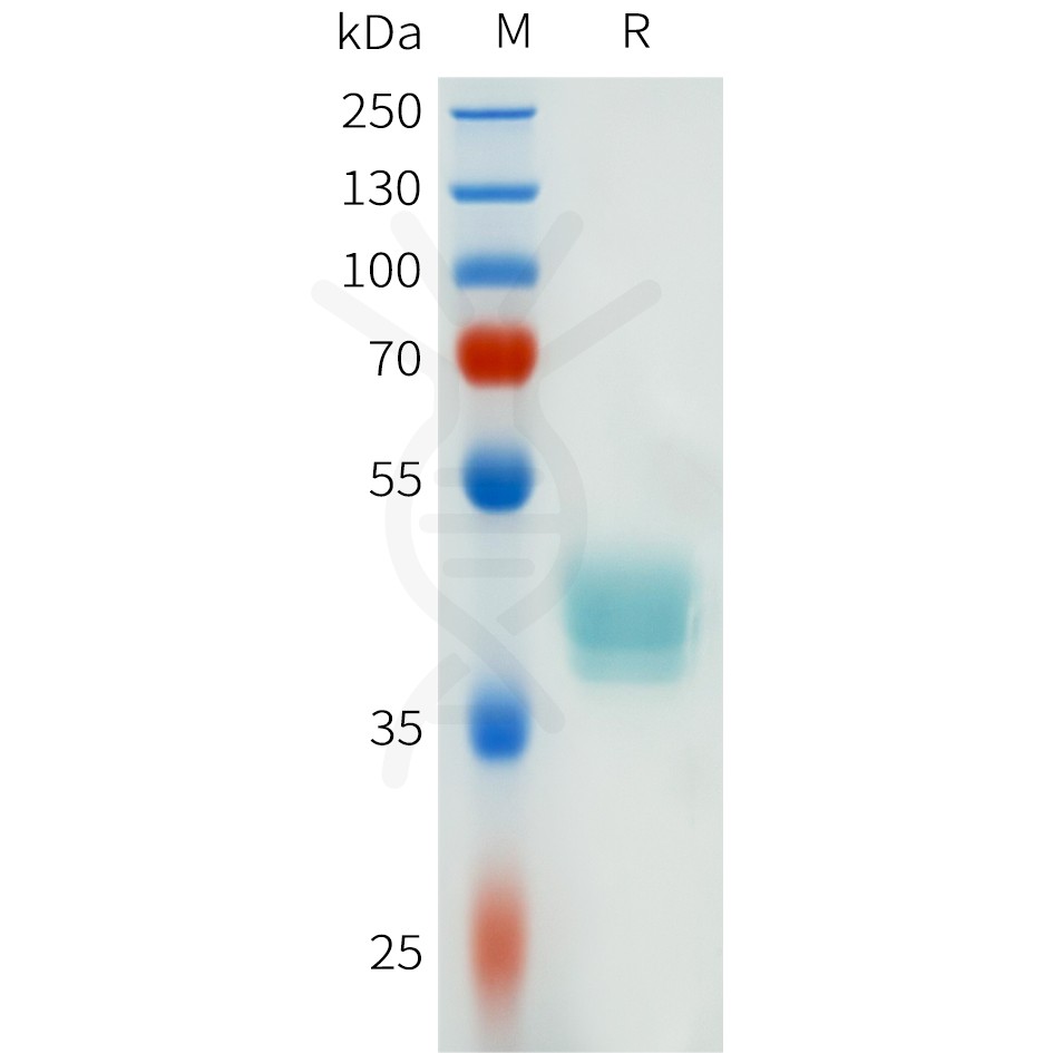 sp-pme101637 csf1r sp1