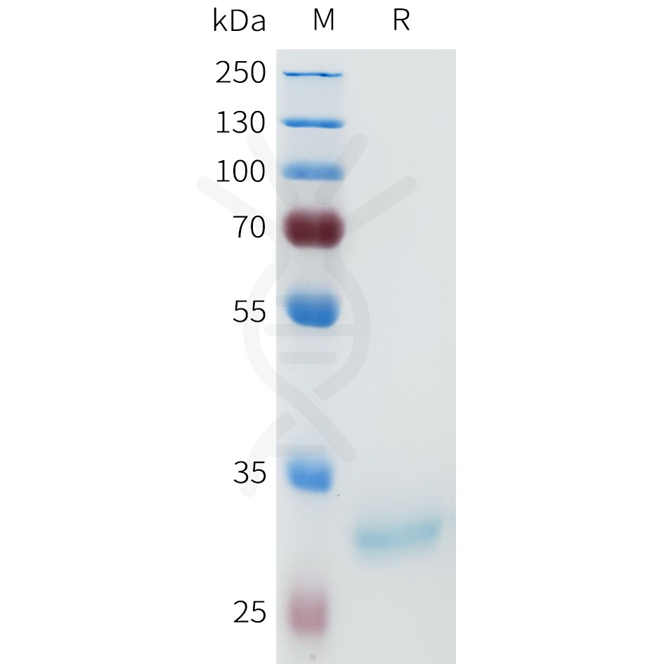 sp-pme101650 acvr2a sp1