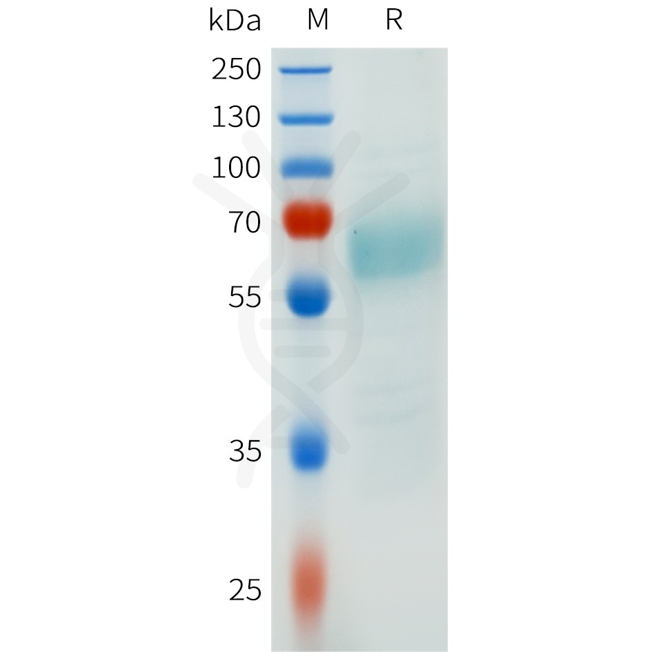 sp-pme101653 fgf8b sp1
