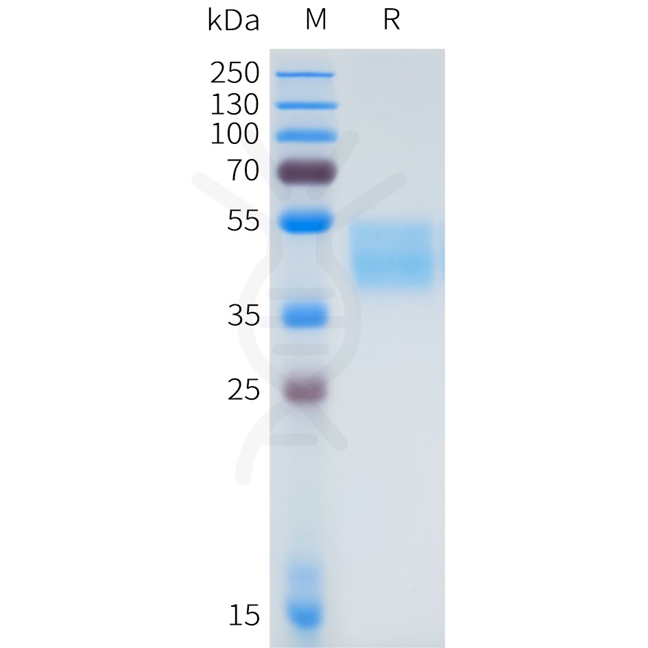 sp-pme101656 fgfr2iiib sp1
