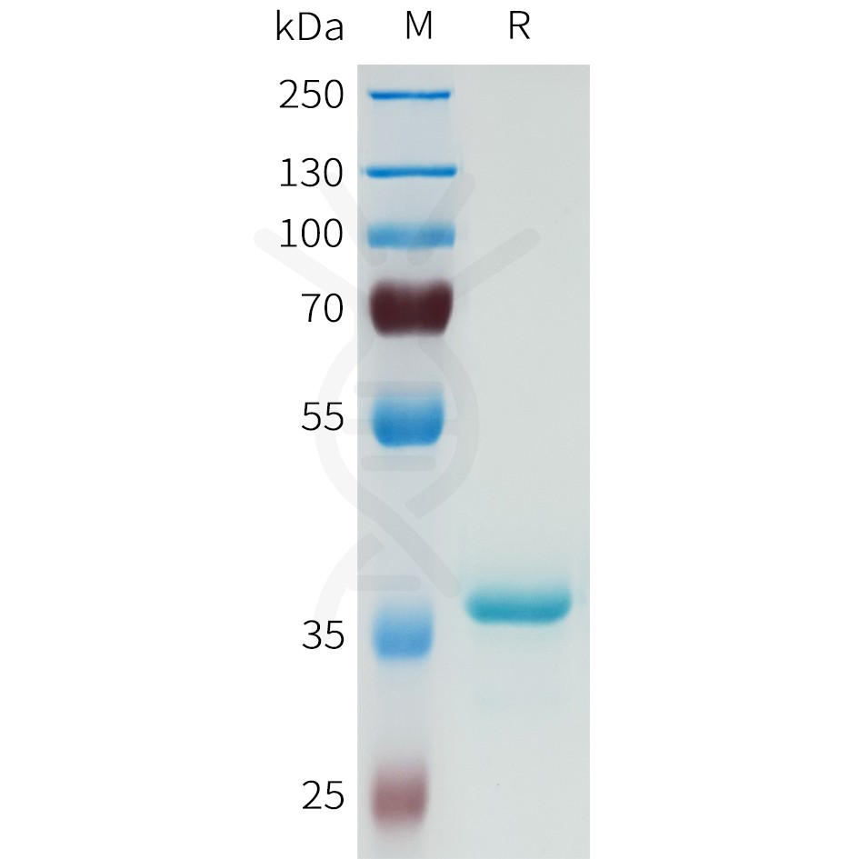 sp-pme101660 dll3 sp1