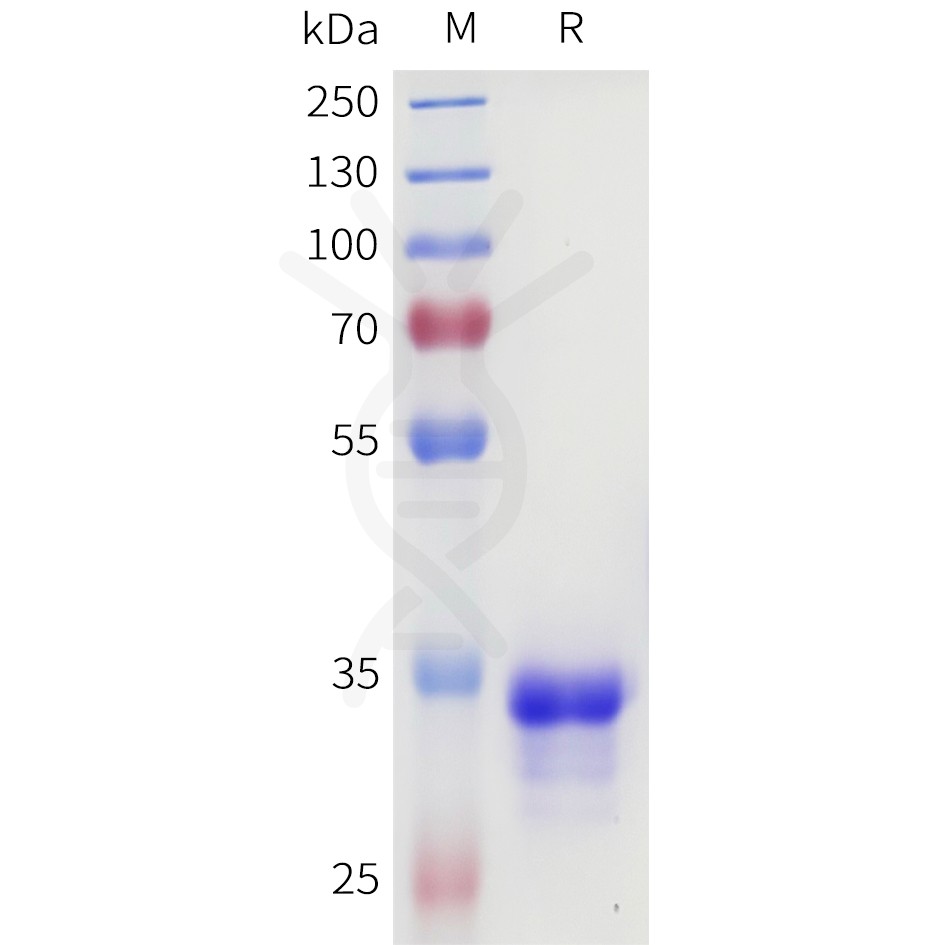sp-pme101702 4 1bb sp1
