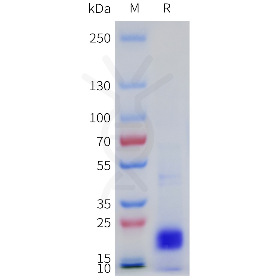 sp-pme101733 il33 sp1